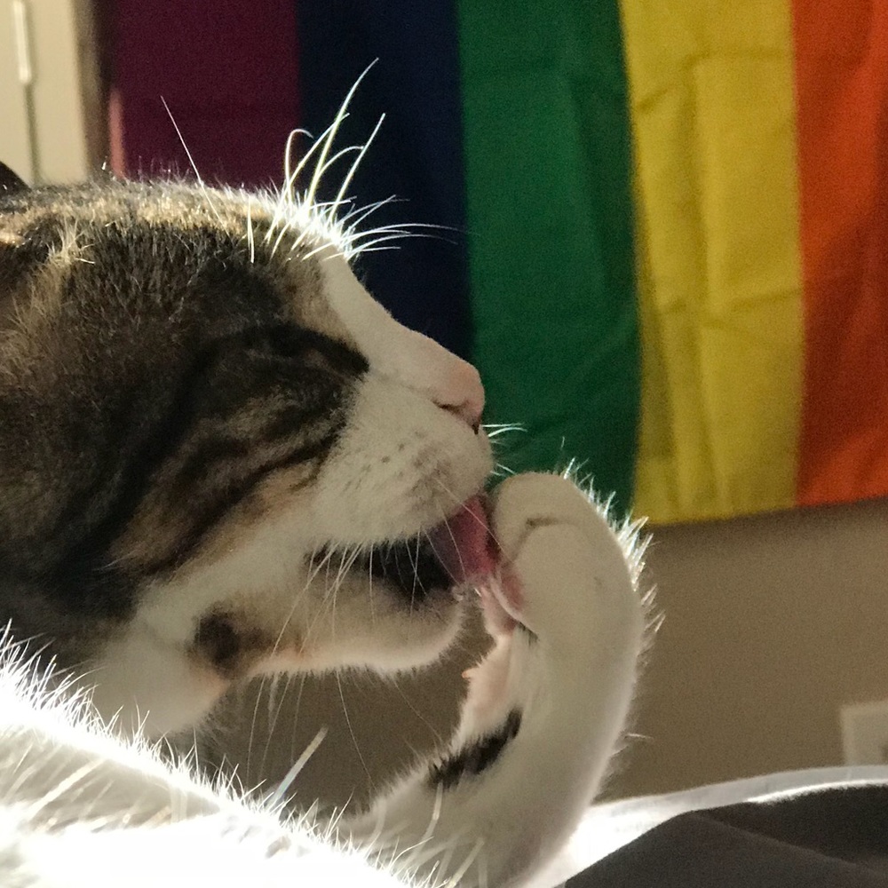 Meet your Posher, Missy